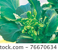 Cabbage bud 2 76670634