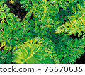 Carrot leaf 1 76670635