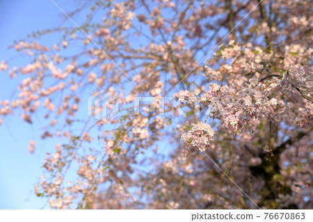 Beautiful Yae-Beni-Shidare in the morning sun Beautiful Yae-Beni-Shidare in the morning sun 76670863