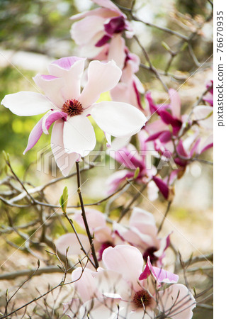 Magnolia 76670935