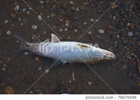 幻影魚Itou 76670946