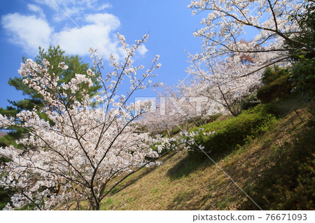 櫻花樹吉野櫻花 櫻花樹吉野櫻花 76671093