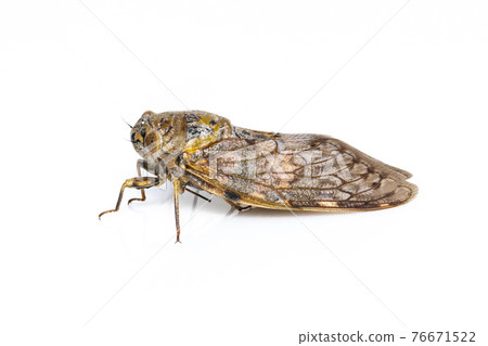 Image of large brown cicada insect isolated on white background. Insects. 76671522