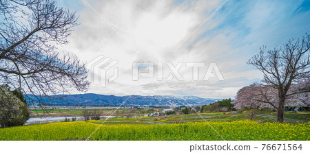 櫻花、油菜花和千曲川 櫻花、油菜花和千曲川 76671564