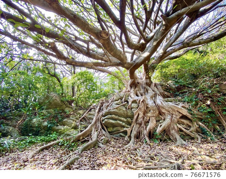 Ficus superba, a subtropical plant that takes root in the ground Ficus superba, a subtropical plant that takes root in the ground 76671576