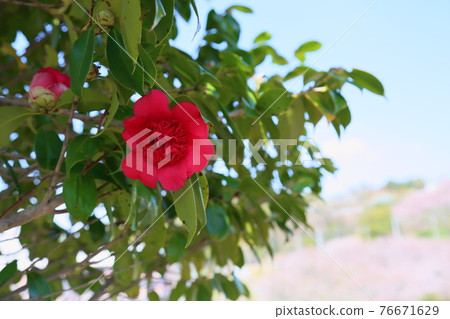 Camellia flower Camellia flower 76671629