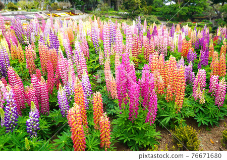 A field of colorful lupines in full bloom. A field of colorful lupines in full bloom. 76671680