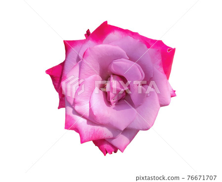 The roses are on a white background that can be used to make cards or compose images. The roses are on a white background that can be used to make cards or compose images. 76671707
