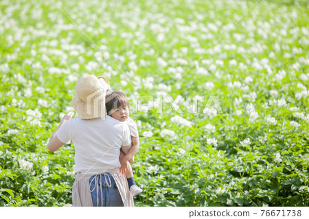 Mom working in a potato field 76671738