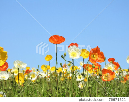 Poppy in full bloom Poppy in full bloom 76671821