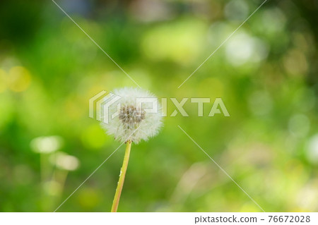 Warm spring, wild dandelion fluff 7 76672028