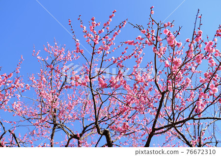 [Tokyo] Ume (Spring) at Fuchu City Local Forest Museum 76672310