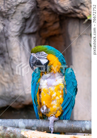 Blue-yellow macaw ara parrot with a huge beak with plucked feathers on the chest after battle on rock background Blue-yellow macaw ara parrot with a huge beak with plucked feathers on the chest after battle on rock background 76672752