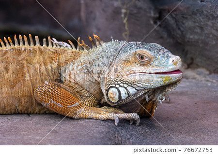Large scaled iguana looking at the camera with an open mouth lying on a rock Large scaled iguana looking at the camera with an open mouth lying on a rock 76672753