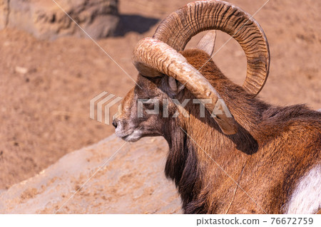 European mouflon close-up basking in the sun lying on a rock with closed eyes. Domestic sheep 76672759