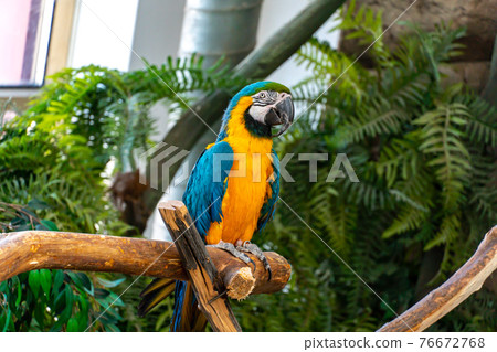 Blue and yellow macaw parrot with a huge beak looks at the camera close-up Blue and yellow macaw parrot with a huge beak looks at the camera close-up 76672768
