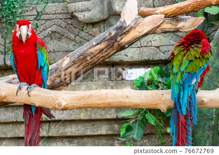 Flock of red macaw parrot with a huge beak sit on the branch on jungle background. Big ara parrot close-up 76672769