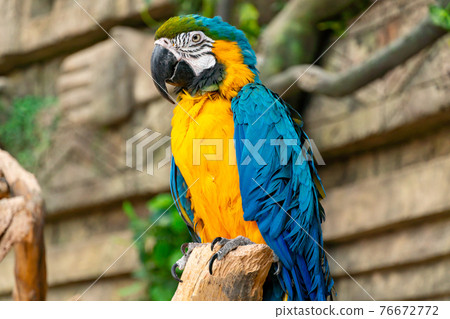Blue-yellow macaw parrot close-up. Big ara parrot with huge beak on jungle background Blue-yellow macaw parrot close-up. Big ara parrot with huge beak on jungle background 76672772