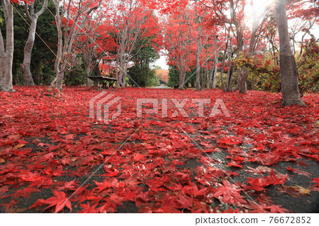 紅葉隧道(野村紅葉) 紅葉隧道(野村紅葉) 76672852