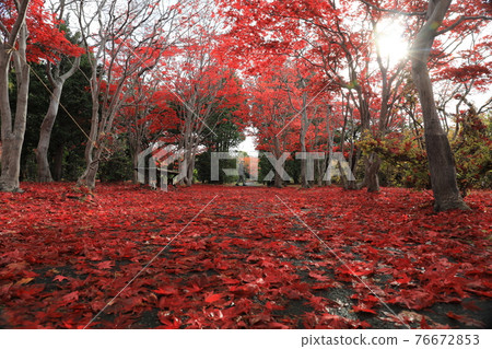 紅葉隧道(野村紅葉) 紅葉隧道(野村紅葉) 76672853