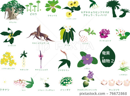 Tropical Amami plant set 3 species 2 76672868