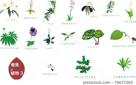 熱帶Am美植物設置3類型3 熱帶Am美植物設置3類型3 76672869