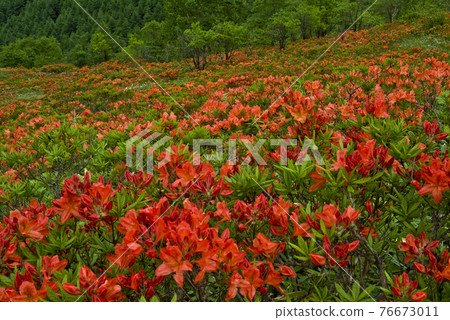 滿山遍野的杜鵑花 76673011