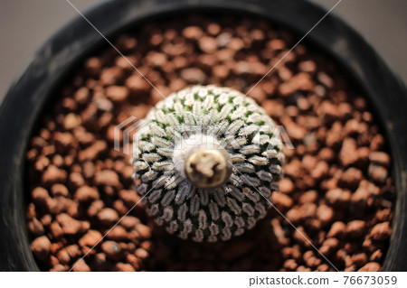 Cactus Elaborate Hall Turbinicarpus 76673059