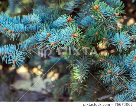 Ovaries of vernal growing cones on a Colorado blue spruce branches. The fir-needle at the background. Close-up. 76673062
