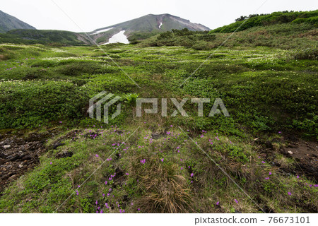 Flower field of Primula cunei and Mt. Asahidake 76673101