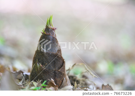 竹筍 竹筍 76673226