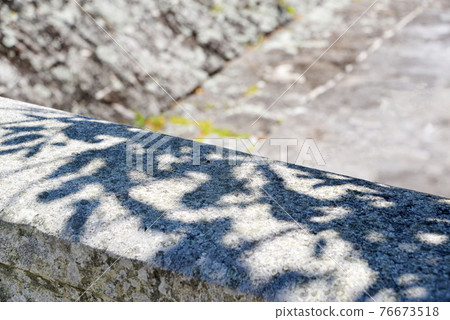 Cobblestone plant shadow botanical 76673518