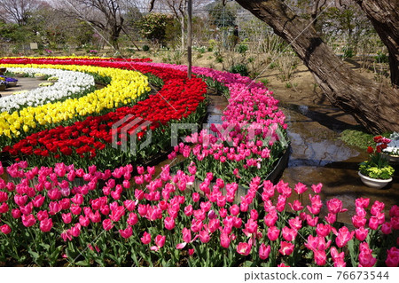 Ashikaga Flower Park Tulip Ashikaga Flower Park Tulip 76673544