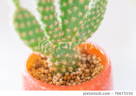 仙人掌的治愈時間 仙人掌的治愈時間 76673550
