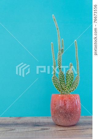 Healing time with cactus Healing time with cactus 76673556