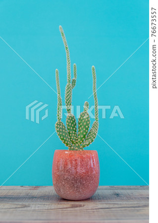 Healing time with cactus Healing time with cactus 76673557