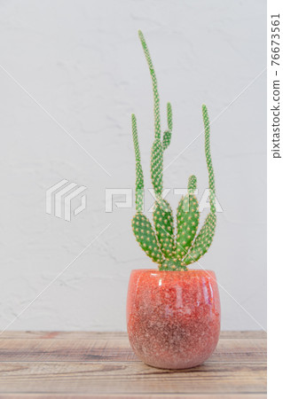 Healing time with cactus Healing time with cactus 76673561