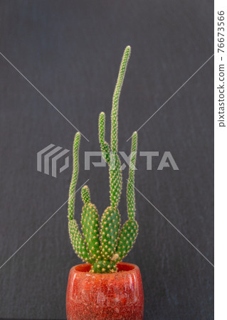 Healing time with cactus 76673566