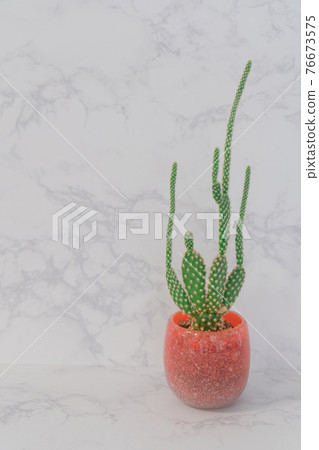 Healing time with cactus 76673575