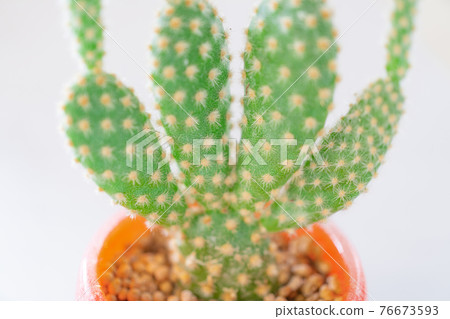 Healing time with cactus Healing time with cactus 76673593