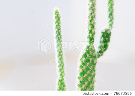 Healing time with cactus Healing time with cactus 76673596
