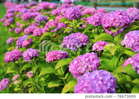 Hydrangea in the flower garden on the east coast of Isanuma, Kawagoe City, Saitama Prefecture Hydrangea in the flower garden on the east coast of Isanuma, Kawagoe City, Saitama Prefecture 76673609