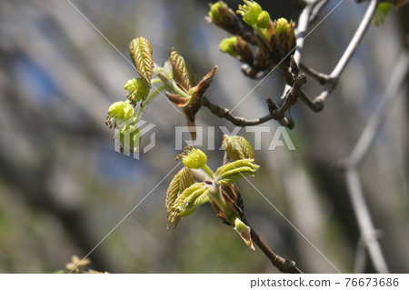Acer maximowicz flowers and young leaves taken in April Acer maximowicz flowers and young leaves taken in April 76673686