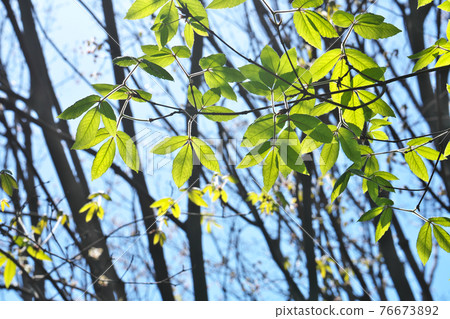 Bright fresh green of Megusurinoki taken in April 76673892