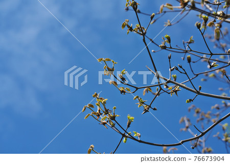 Acer maximowicz 的幼葉正在長大,攝於四月 Acer maximowicz 的幼葉正在長大,攝於四月 76673904