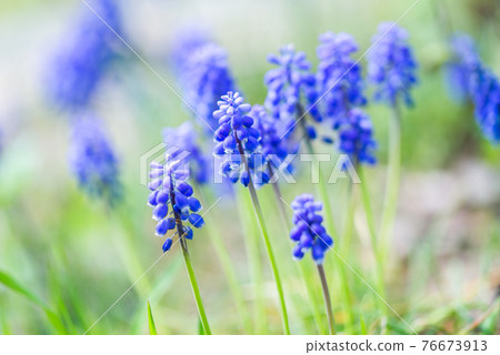 穆斯卡里花 76673913