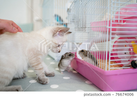 A little white Nevsky masquerade kitten plays with a Jungar hamster. A little white Nevsky masquerade kitten plays with a Jungar hamster. 76674006