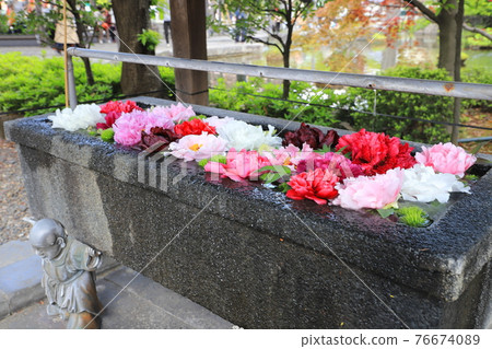 漂浮在水中的鈕扣花西新井大師 漂浮在水中的鈕扣花西新井大師 76674089