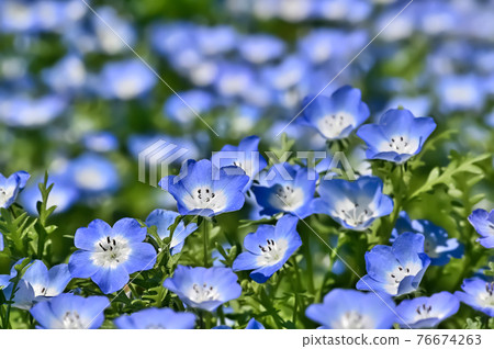 Nemophira / Nemophila花 76674263