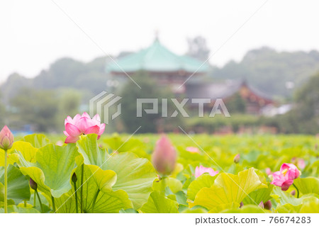 Ueno Park Shinobazu Pond Hass Ueno Park Shinobazu Pond Hass 76674283